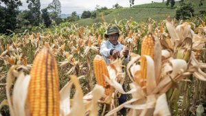 Tiga Aturan Baru Prabowo untuk Percepat Swasembada Pangan | Equityworld Futures