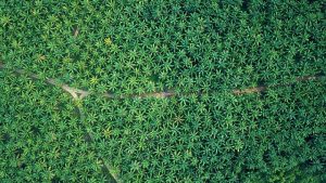 Equityworld Futures Surabaya | Lahan Torganda  akan jadi Pilot Project Peremajaan Sawit