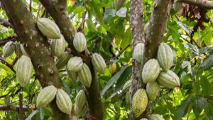 Equityworld Futures Surabaya | Harga Kakao Ambles ke Level Terendah 2 Tahun, Gara-Gara Permen