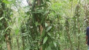 Equityworld Futures Surabaya | Tanaman Ini Bertebaran di Kebun RI, Diburu Pabrik Es Krim-Parfum Mewah