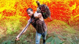 Equityworld Futures Surabaya | Pelajaran Pahit: Harga Sawit Petani Pernah Ambruk ke Rp500