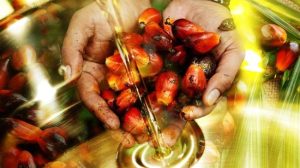 Equityworld Futures Surabaya | Pakistan Pecahkan Rekor Impor CPO, Pengusaha Sawit RI Tertawa