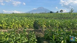 Equityworld Futures Surabaya | 10 Kab/Kota Penerima DBH Cukai Hasil Tembakau Terbesar, Ratusan Miliar