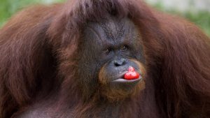 Equityworld Futures Surabaya | Beruang Madu, Orangutan-Lutung Merah Ramai Muncul Lagi di RI, Ada Apa?